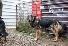 NAIRA, Hund, Mischlingshund in Rumänien - Bild 9