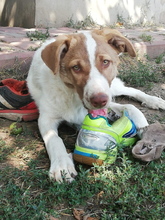BAILEY, Hund, Mischlingshund in Rumänien - Bild 1
