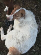 BAILEY, Hund, Mischlingshund in Rumänien - Bild 2