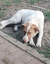 BAILEY, Hund, Mischlingshund in Rumänien - Bild 3