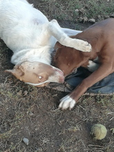 BAILEY, Hund, Mischlingshund in Rumänien - Bild 5
