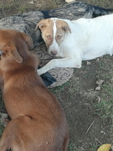 BAILEY, Hund, Mischlingshund in Rumänien - Bild 6