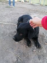 EMMY, Hund, Dackel-Mix in Rumänien - Bild 4