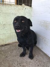 EMMY, Hund, Mischlingshund in Rumänien - Bild 1