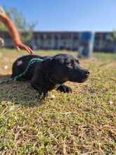 EMMY, Hund, Mischlingshund in Rumänien - Bild 10
