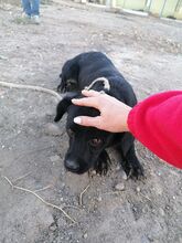 EMMY, Hund, Mischlingshund in Rumänien - Bild 5