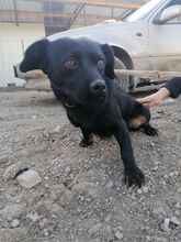 EMMY, Hund, Mischlingshund in Rumänien - Bild 7