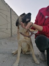 FLOCKE, Hund, Mischlingshund in Rumänien - Bild 5