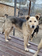 JOJO, Hund, Deutscher Schäferhund-Mix in Rumänien - Bild 1