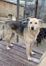 JOJO, Hund, Deutscher Schäferhund-Mix in Rumänien - Bild 2