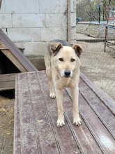 JOJO, Hund, Deutscher Schäferhund-Mix in Rumänien - Bild 3