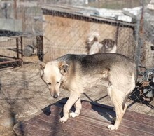 JOJO, Hund, Deutscher Schäferhund-Mix in Rumänien - Bild 4