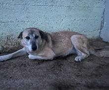 MUCKI, Hund, Mischlingshund in Rumänien - Bild 1