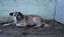 MUCKI, Hund, Mischlingshund in Rumänien - Bild 3