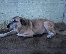 MUCKI, Hund, Mischlingshund in Rumänien - Bild 5