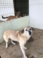 MUCKI, Hund, Mischlingshund in Rumänien - Bild 6