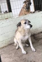 MUCKI, Hund, Mischlingshund in Rumänien - Bild 7
