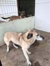 MUCKI, Hund, Mischlingshund in Rumänien - Bild 8