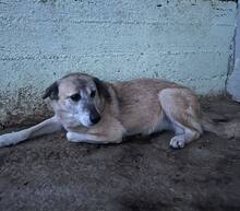 MUCKI, Hund, Mischlingshund in Rumänien - Bild 9