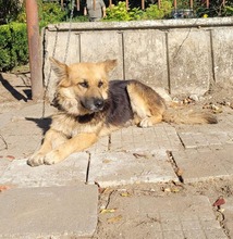 LEXI, Hund, Deutscher Schäferhund-Mix in Bulgarien - Bild 2