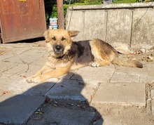 LEXI, Hund, Deutscher Schäferhund-Mix in Bulgarien - Bild 3