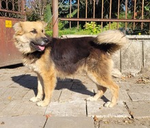 LEXI, Hund, Deutscher Schäferhund-Mix in Bulgarien - Bild 5