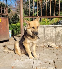 LEXI, Hund, Deutscher Schäferhund-Mix in Bulgarien - Bild 6