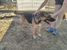 LIZZY, Hund, Deutscher Schäferhund-Mix in Neu-Bamberg - Bild 10