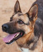 LIZZY, Hund, Deutscher Schäferhund-Mix in Neu-Bamberg - Bild 12