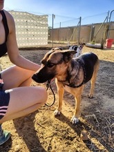 LIZZY, Hund, Deutscher Schäferhund-Mix in Neu-Bamberg - Bild 7