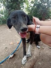 ARUNA, Hund, Mischlingshund in Spanien - Bild 5