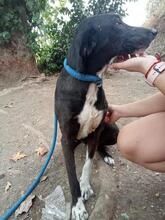 ARUNA, Hund, Mischlingshund in Spanien - Bild 6