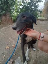 ARUNA, Hund, Mischlingshund in Spanien - Bild 7