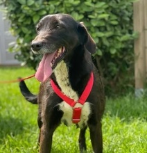 ARUNA, Hund, Mischlingshund in Tübingen - Bild 1