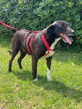 ARUNA, Hund, Mischlingshund in Tübingen - Bild 2