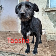 TAASHA, Hund, Mischlingshund in Bulgarien - Bild 1