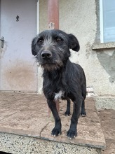 TAASHA, Hund, Mischlingshund in Bulgarien - Bild 10