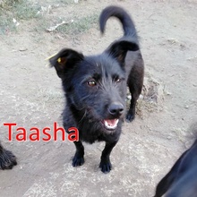 TAASHA, Hund, Mischlingshund in Bulgarien - Bild 2