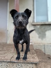 TAASHA, Hund, Mischlingshund in Bulgarien - Bild 3
