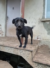 TAASHA, Hund, Mischlingshund in Bulgarien - Bild 4