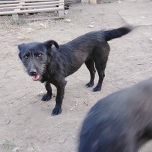 TAASHA, Hund, Mischlingshund in Bulgarien - Bild 5