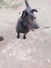 TAASHA, Hund, Mischlingshund in Bulgarien - Bild 7