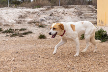 SISSI, Hund, Mischlingshund in Spanien - Bild 3