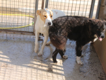 SISSI, Hund, Mischlingshund in Spanien - Bild 6