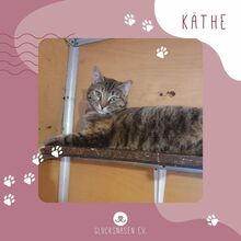 KÄTHE, Katze, Europäisch Kurzhaar in Bulgarien