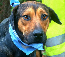 YUKON, Hund, Mischlingshund in Slowakische Republik - Bild 1