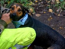 YUKON, Hund, Mischlingshund in Slowakische Republik - Bild 3