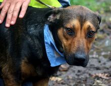 YUKON, Hund, Mischlingshund in Slowakische Republik - Bild 5