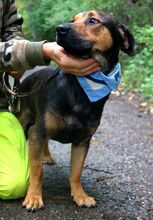 YUKON, Hund, Mischlingshund in Slowakische Republik - Bild 8