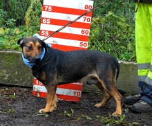 YUKON, Hund, Mischlingshund in Slowakische Republik - Bild 9